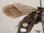 Andrena chionospila image