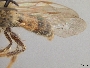 Andrena quettensis image