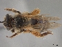 Andrena bentoni image