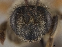 Andrena bentoni image
