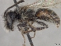 Andrena praecocella image