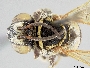 Triepeolus mexicanus image