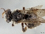 Exomalopsis vincentana image