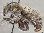 Anthophora leucorhina image