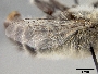 Anthophora leucorhina image
