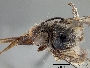 Image of Anthophora albopicta