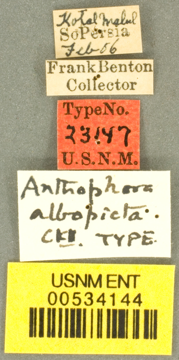 Anthophora albopicta image