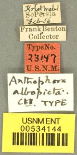 Anthophora albopicta image