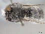 Anthophora connexiformis image