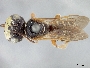 Image of Psaenythia pachycephala