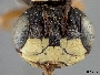 Psaenythia pachycephala image