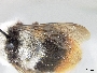 Bombus avinoviellus image