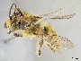 Image of Lonchopria alopex