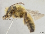 Lonchopria alopex image