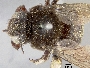 Xylocopa tabaniformis image