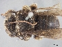 Image of Svastra albocollaris