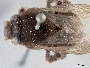 Thygater aethiops image