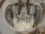 Tetraloniella helianthorum image