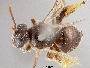 Image of Pseudopanurgus pectiphilus