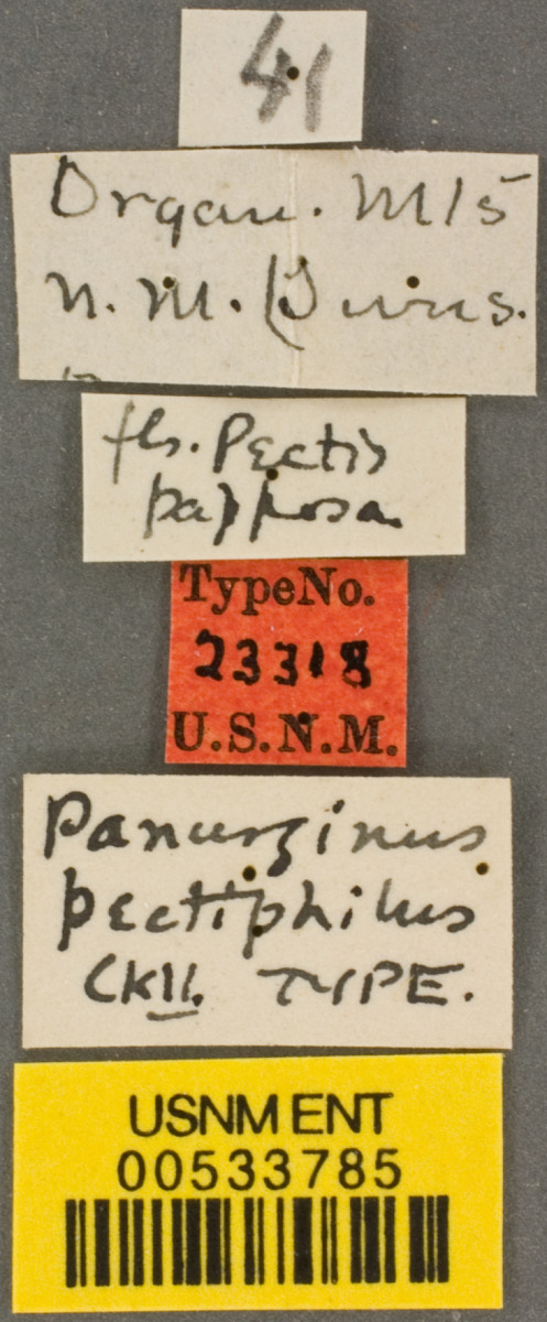 Pseudopanurgus pectiphilus image