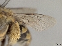 Anthophora squammulosa image