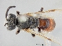 Image of Sphecodes lautipennis