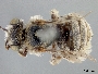 Image of Anthophorula albicans
