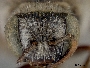 Anthophorula albicans image