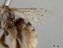Anthophorula albicans image