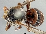 Caenoprosopis crabronina image
