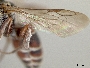 Caenoprosopis crabronina image
