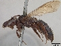 Andrena porterae image