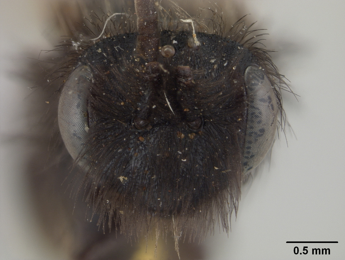 Andrena nigrihirta image
