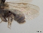 Andrena nigrihirta image