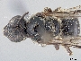 Image of Lasioglossum albescens