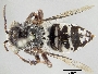 Melectoides cockerelli image