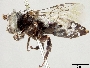 Melectoides cockerelli image