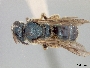 Lasioglossum ferrerii image