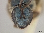 Lasioglossum ferrerii image