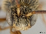 Nomada calloptera image