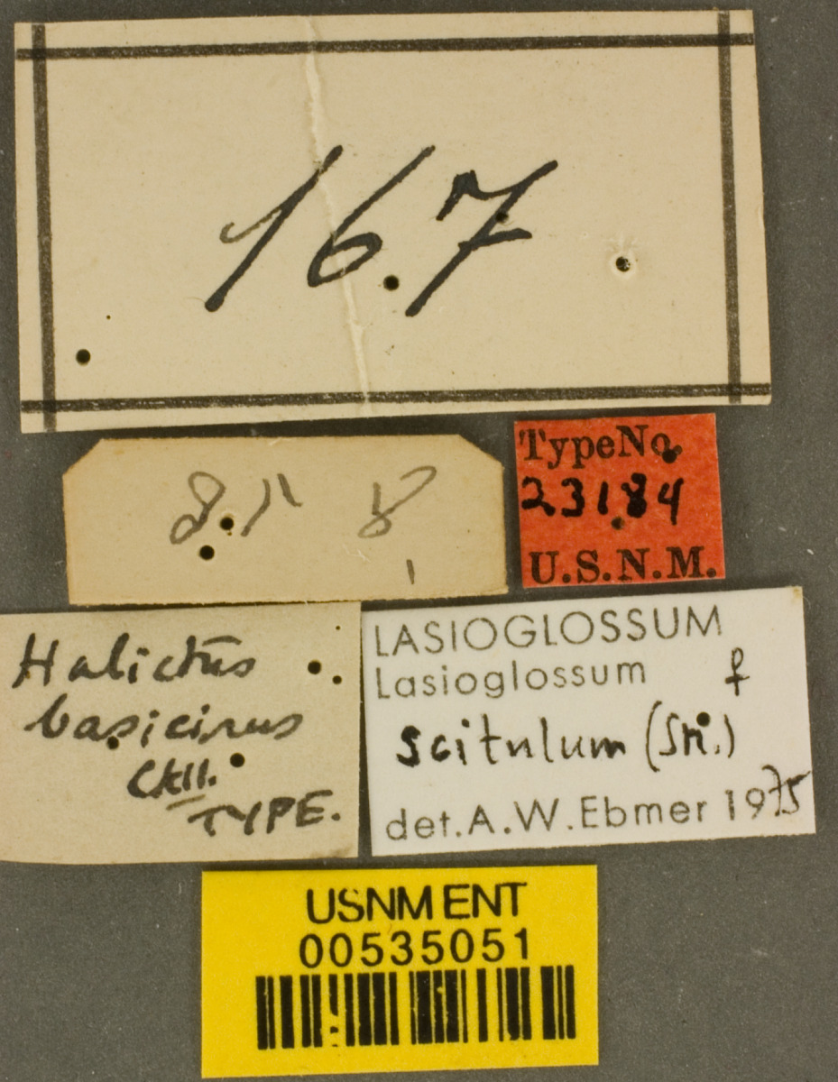 Lasioglossum scitulum image