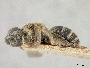 Lasioglossum scitulum image