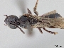 Lasioglossum palmeri image