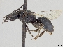 Lasioglossum gedense image