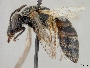 Lasioglossum bentoni image