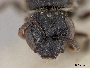 Lasioglossum persicum image