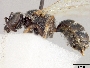 Lasioglossum persicum image