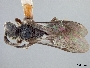 Sphecodes cordovensis image
