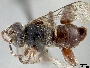 Image of Ancyloscelis globulifer