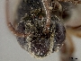 Ancyloscelis globulifer image
